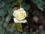 Para Ti rose photo