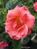Reno rose photo