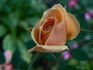 Mother Lode ™ rose photo
