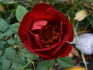 Harm Saville ™ rose photo