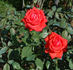 Eros rose photo