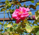 Campanela rose photo