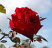 Marina Marini rose photo