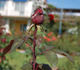 Marina Marini rose photo