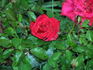 Canadian Northlight rose photo