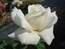 Blanche Colombe ® rose photo