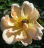 Buttercream China rose photo