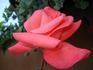 Don Bosco rose photo