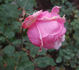 Rose Benary rose photo