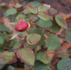 Helvetia rose photo