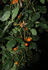 Elfenreigen rose photo