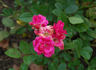 Bijou rose photo