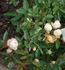 Weisse Margo Koster rose photo