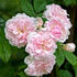 Psyche rose photo
