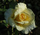 Golden Age rose photo