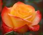 Sunita rose photo
