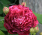 Alexandre Laquement rose photo