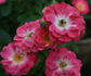 Bertram rose photo