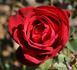 Kardinal rose photo