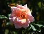 Kiss 'n' Tell rose photo
