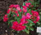 Rote Gabrielle Privat rose photo