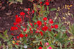 Fireglow rose photo