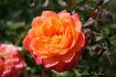 Carnival Glass rose photo