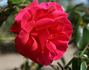 Shining Ruby rose photo