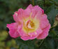 Jubilejnaja rose photo