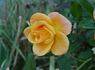 Indian Fema rose photo