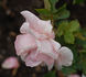 Lausitz rose photo