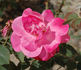 Eternité rose photo