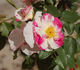 Sorbet Framboise ® rose photo