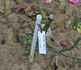 Antoine Noailly rose photo