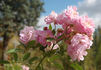 Geheimrat Dr. Mittweg rose photo