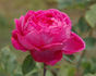 Abbé Berlèze rose photo