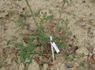 Gotenhafen rose photo