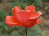 Cherry Brandy ® rose photo
