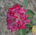 Planten un Blomen rose photo