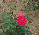 Donauprinzessin rose photo