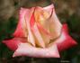 Lynette rose photo