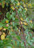Frau Albert Hochstrasser rose photo