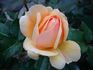 Brigitte Fossey ® rose photo