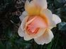Brigitte Fossey ® rose photo