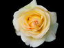 Charlie Chaplin rose photo