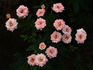 Avandel rose photo