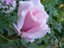 Mom's Rose rose photo