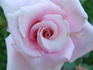 Mom's Rose rose photo
