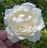 Callista rose photo