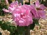 Margaret Turnbull rose photo